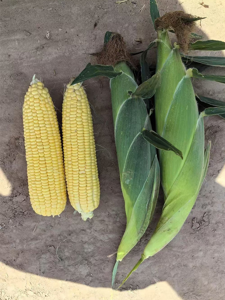 Zhongnong Tian No.488 Super Sweet Fruit Corn