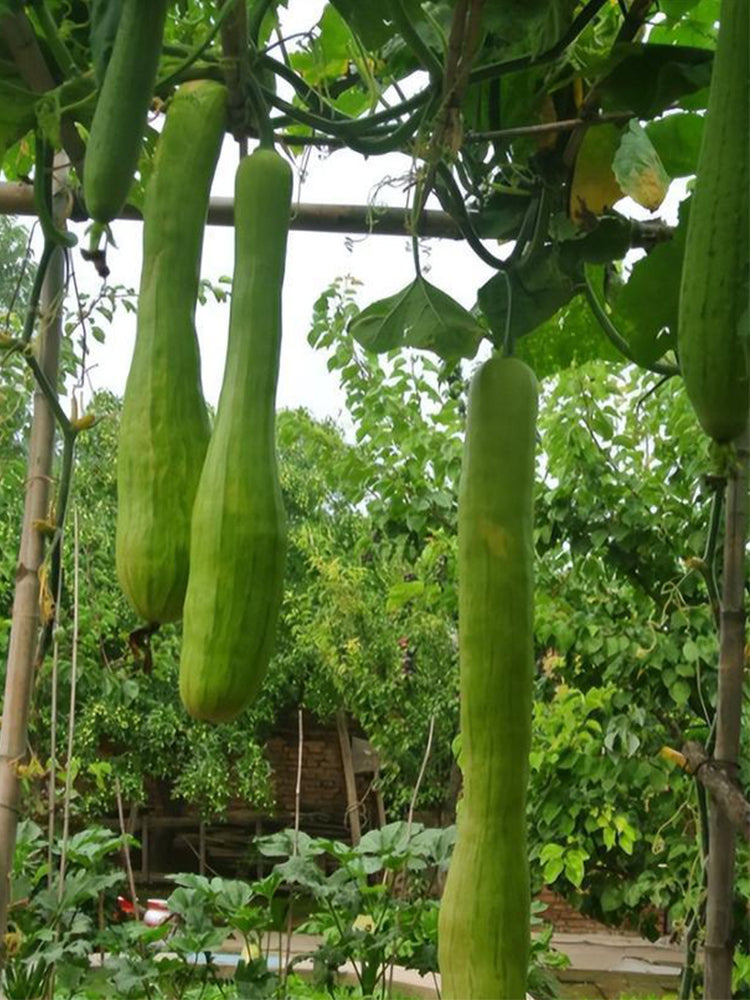 Giant Kan Gua Squash