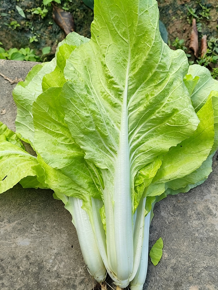 'Jiemei Golden Sweet' Bok Choy