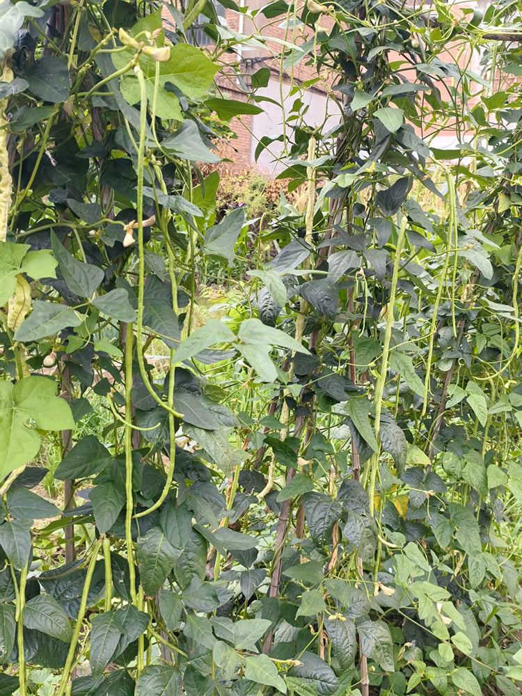 Shengcui No.2 Cowpea