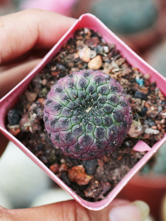 Sulcorebutia rauschii Live Cactus
