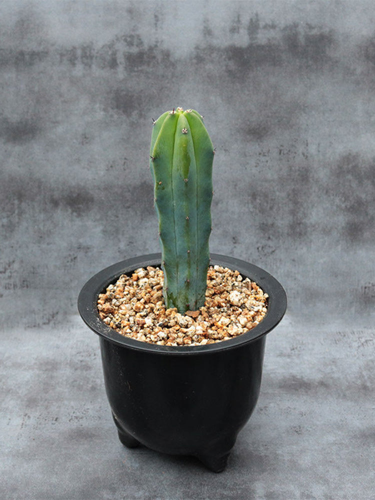 Myrtillocactus geometrizans