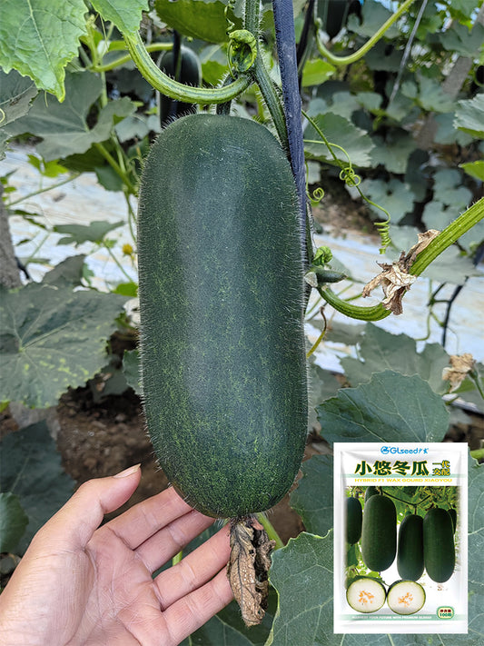'Xiaoyou' Small Wax Gourd
