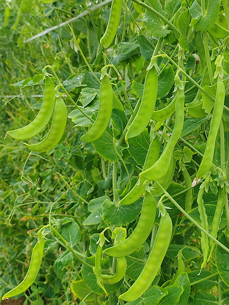 'Cuibao 616' Snow Pea