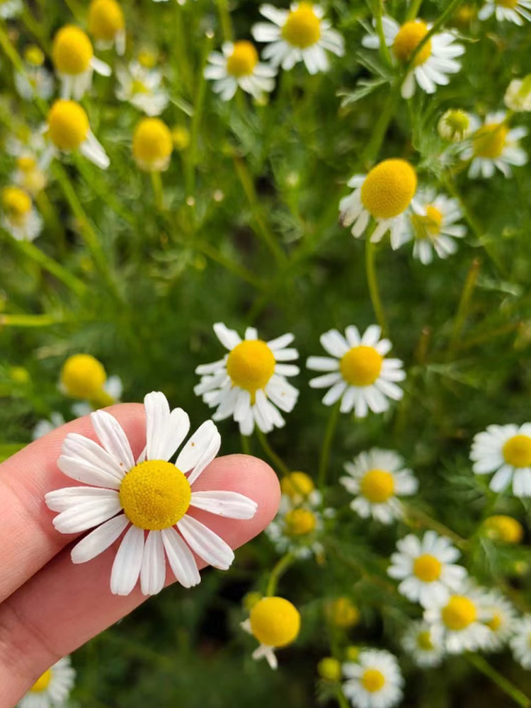 wildflower daisy seeds Oxeye Daisy Seeds (Leucanthemum vulgare) – Classic White Daisy Flower, Hardy Perennial Wildflower for Garden, Meadow & Borders – MUCIAKIE