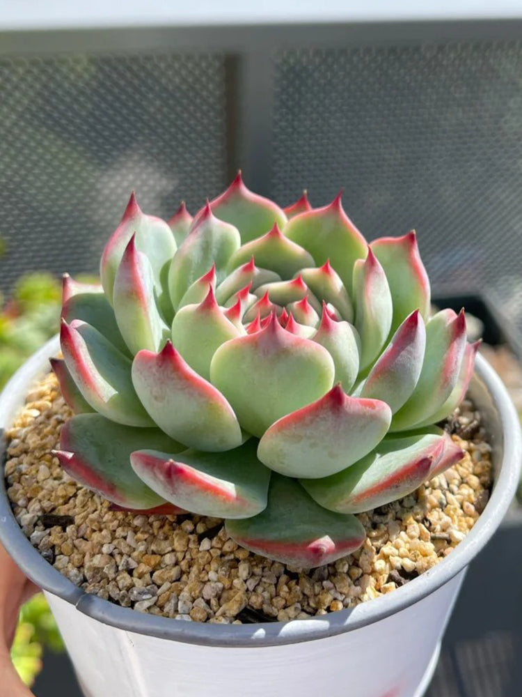 Echeveria chihuahuaensis