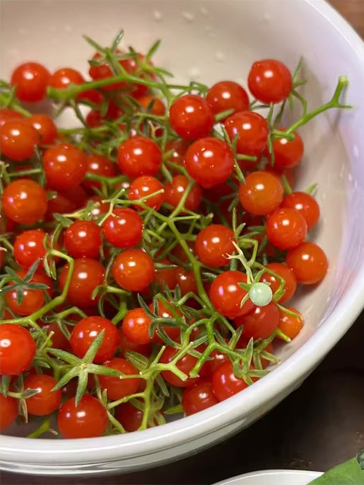 Red Currant Sweet Pea Tomato
