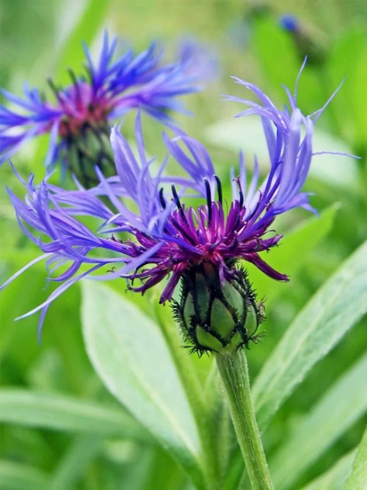 Mountain Bluet