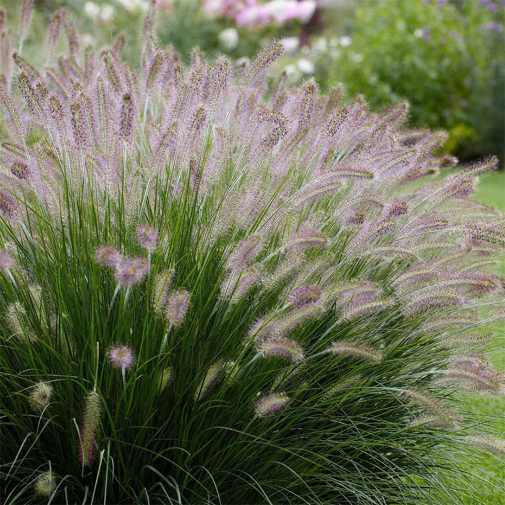 U2222 Purple Fountain Grass