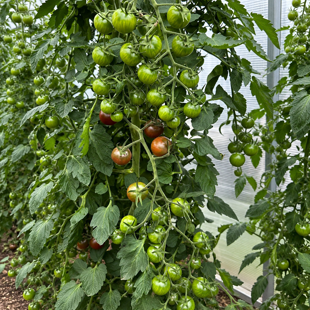 561 Morgan Love Tomato