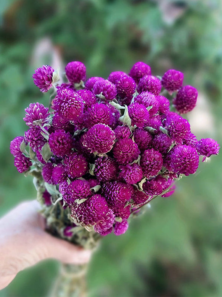 Hezhichun Purple Globe Amaranth