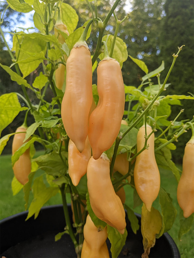 Sugar Peach Pepper