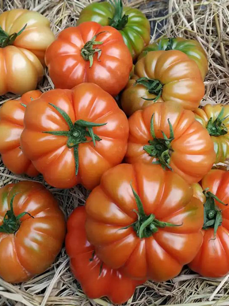 'Dongfanghong' Tomato