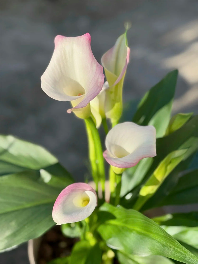 'Sweet Art' Calla Lily
