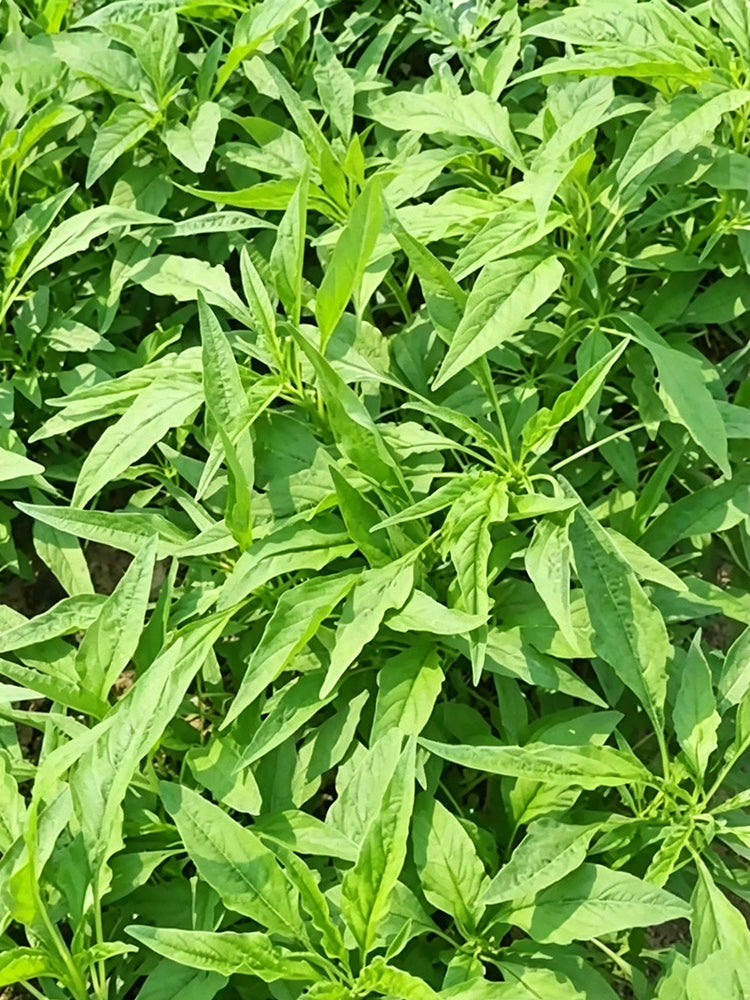 Green Willow Leaf Amaranth