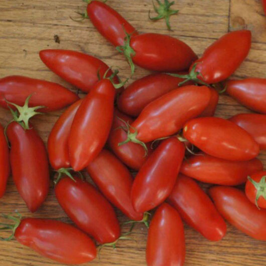 664 Tegucigalpa Tomato