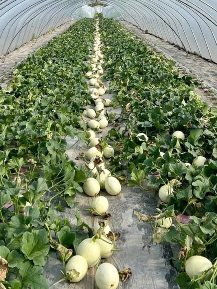 Super Sweet White Jade No.2 Melon