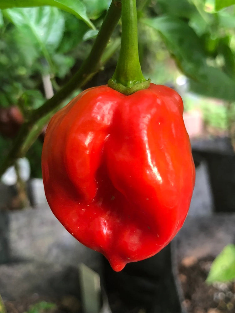 Red Habanero Pepper