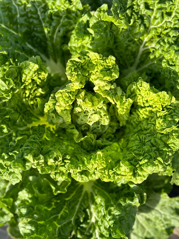 Early Royal Beijing Cabbage