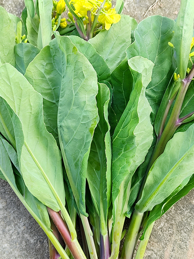 Red-Stemmed Chinese Kale