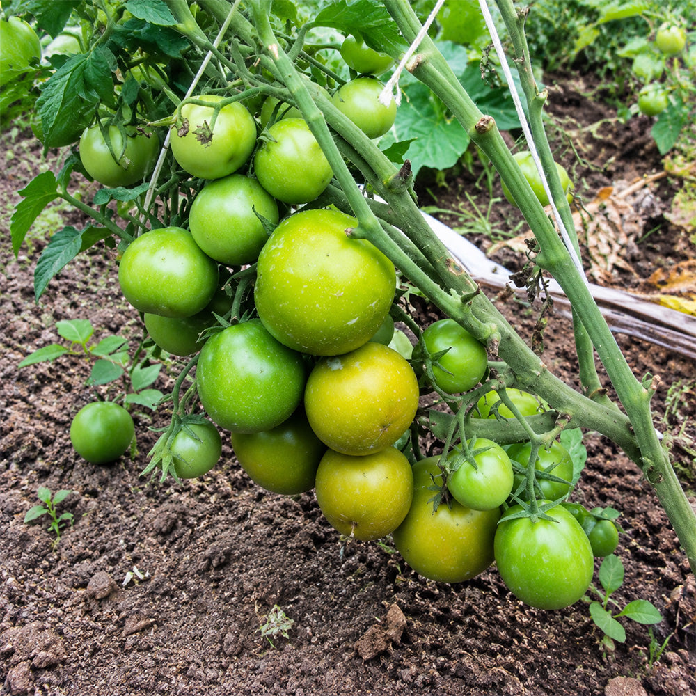 127 Lime Green Salad Tomato