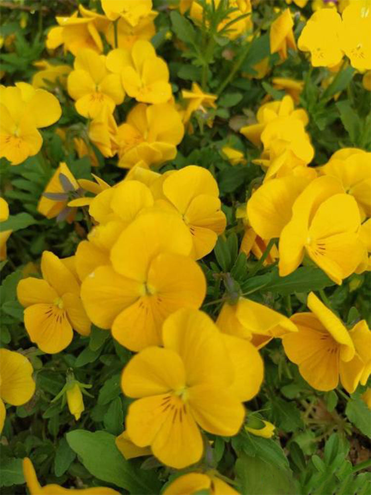Hezhichun Pansy 'Late Autumn'