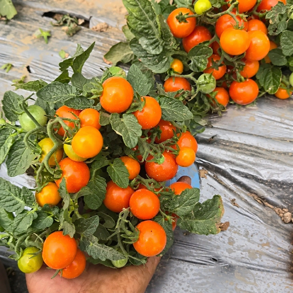 572 Eden Micro No. 3 Tomato