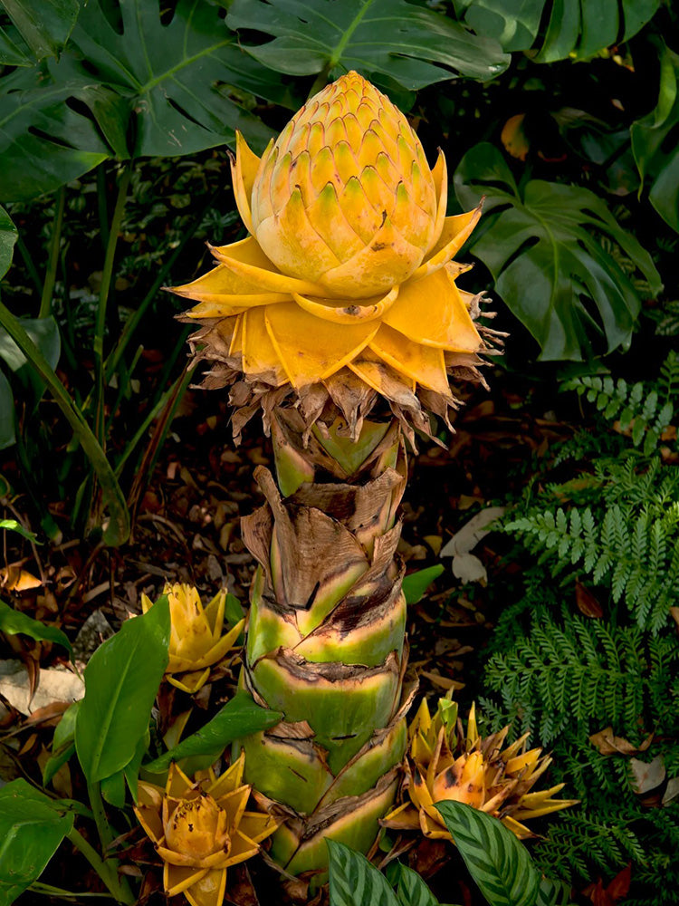 Ground Burst Golden Lotus
