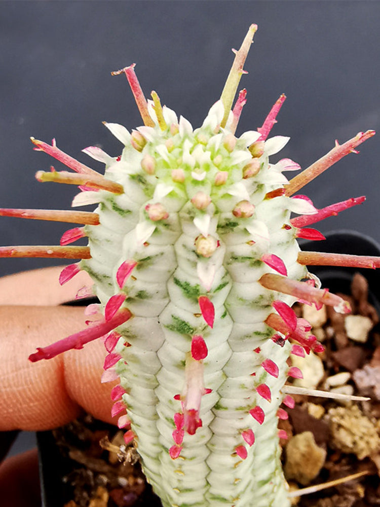 Euphorbia mammillaris 'Variegata'