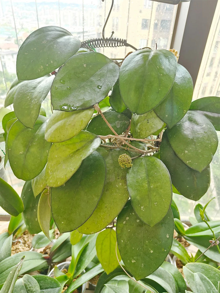 Hoya vitellina Unrooted Stem Cuttings