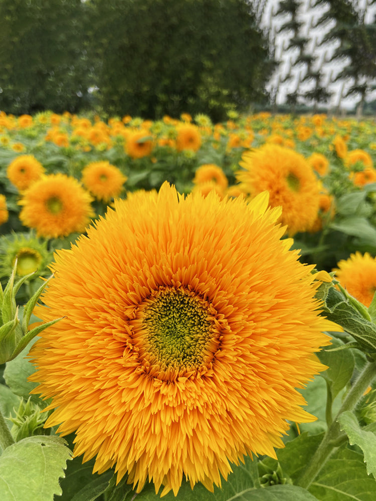 Teddy Bear Sunflower