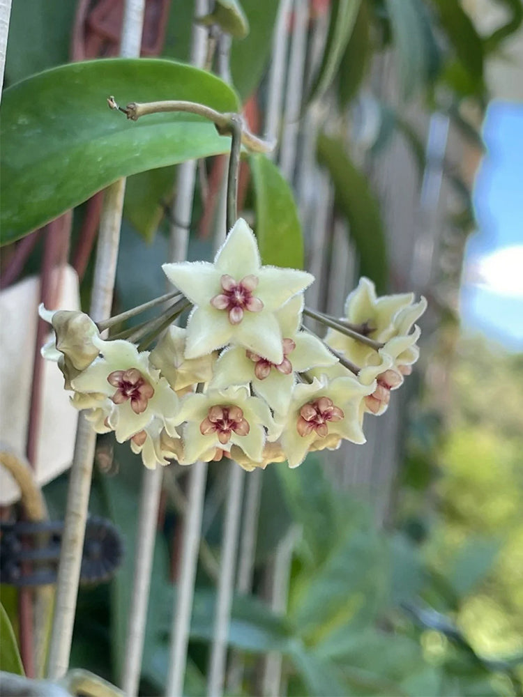 Hoya oblongacutifolia Unrooted Stem Cuttings