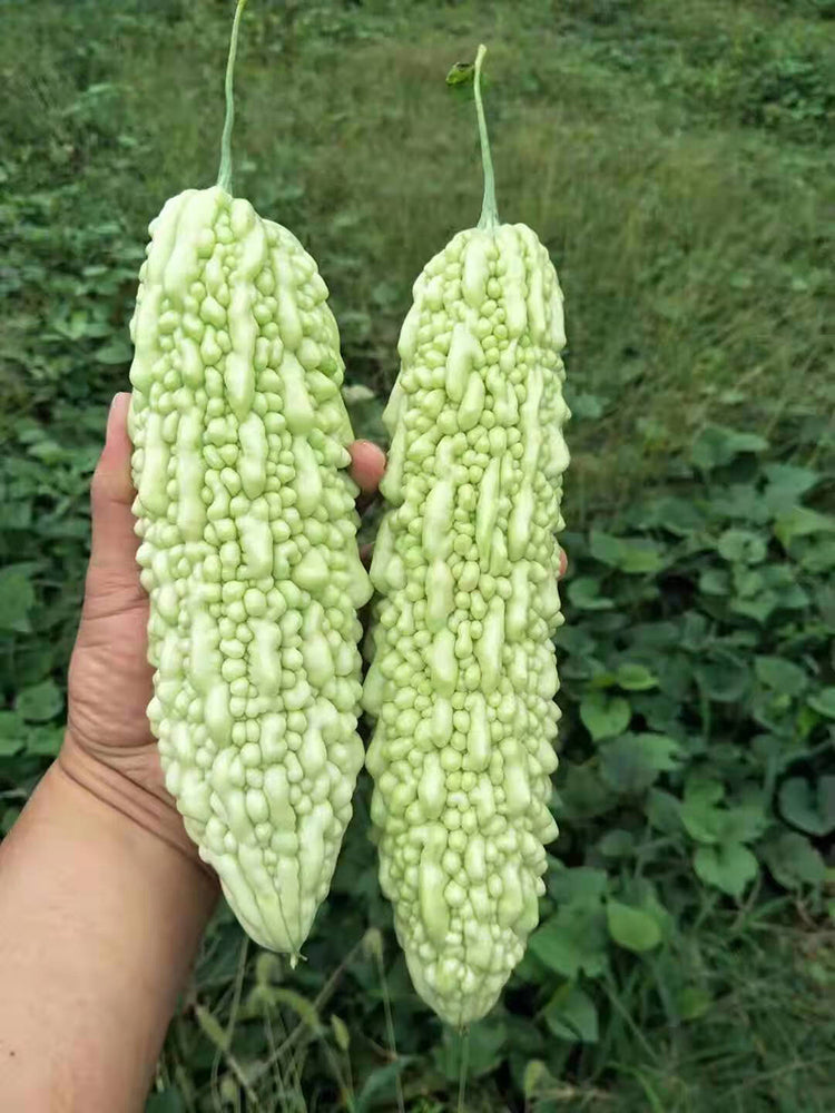 Jiemei 15 Bitter Gourd