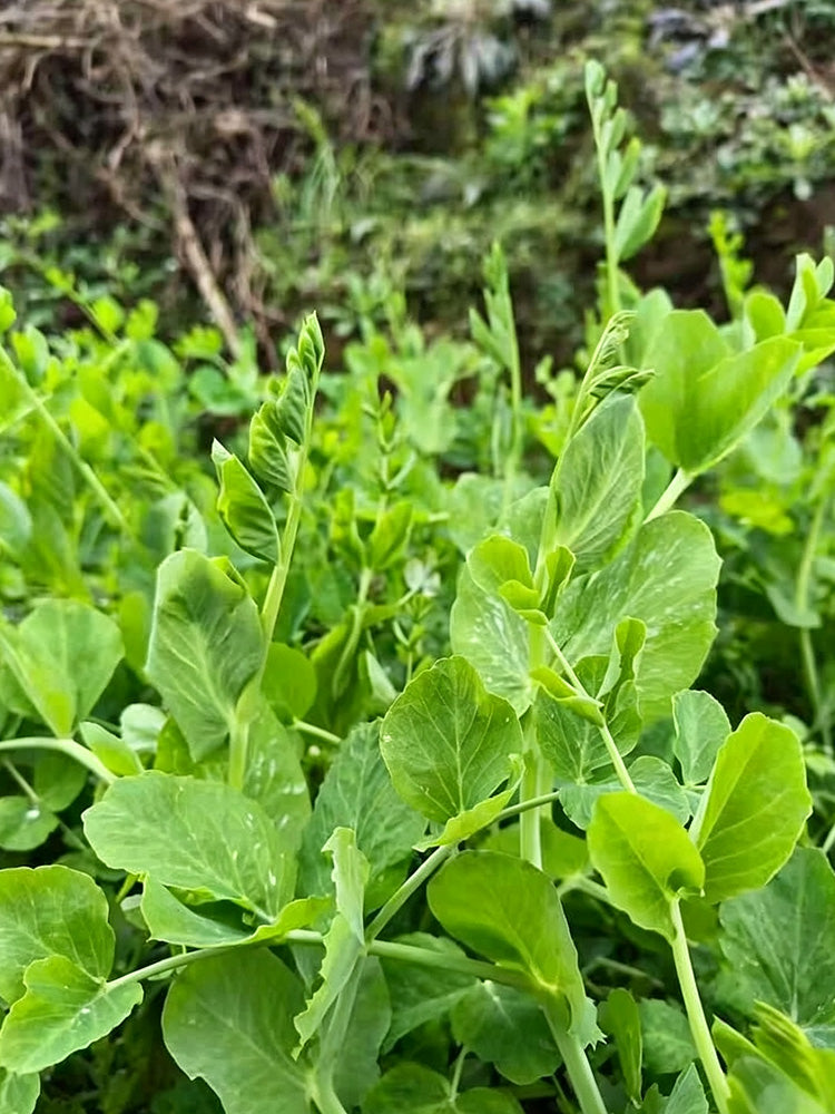 Jiemei Tendril-Free Pea Shoot