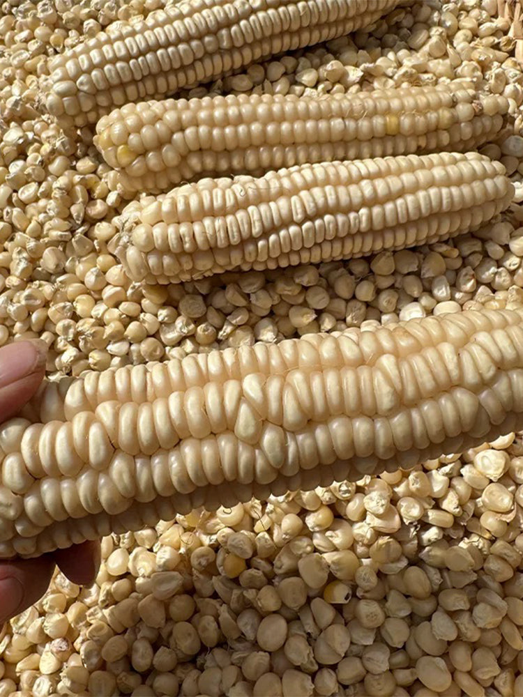'White Horse Tooth' Corn