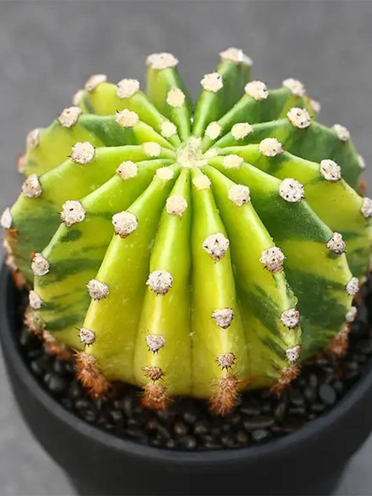 'World Map' Variegated Cactus