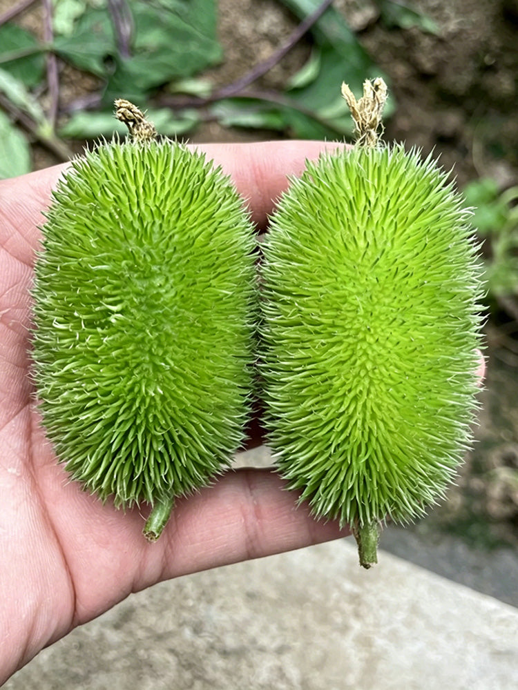 Little Hedgehog Cucumber