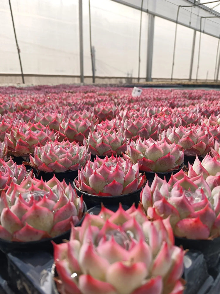Echeveria 'Silhouette'