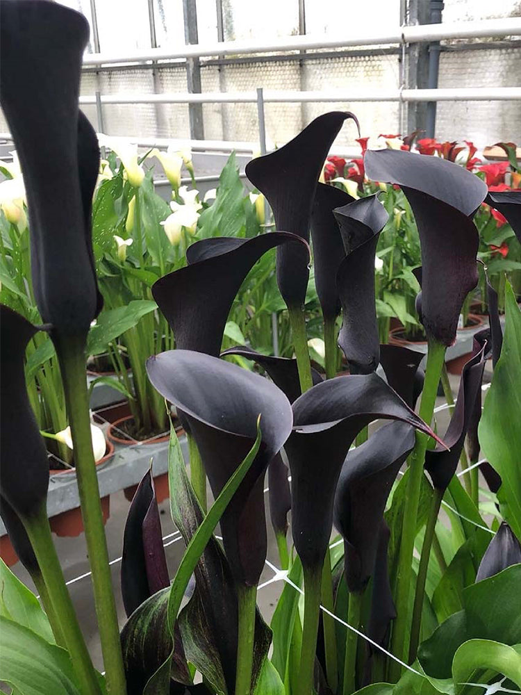 'Odessa' Calla Lily