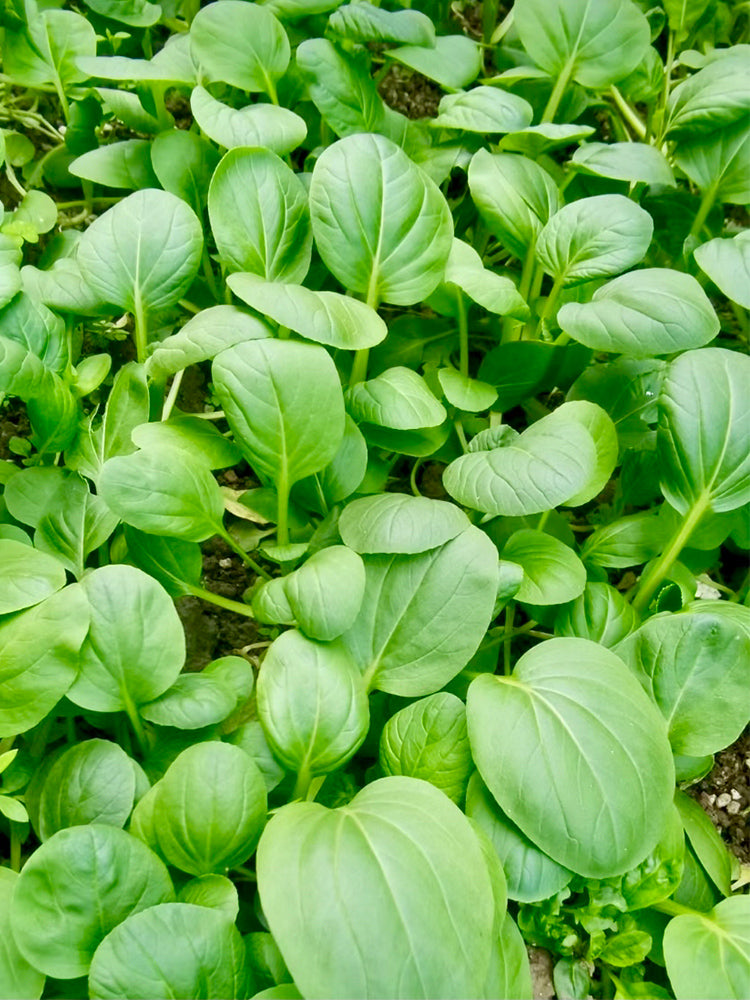 Round-Leaved Baby Bok Choy