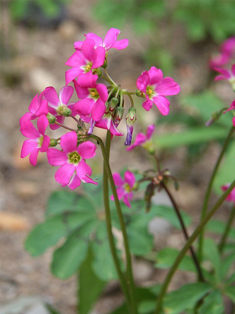 Oxalis lasiandra