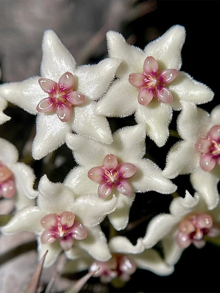 Hoya oblongacutifolia Unrooted Stem Cuttings