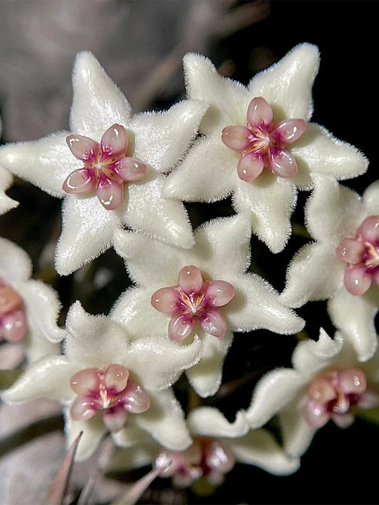 Hoya oblongacutifolia Unrooted Stem Cuttings