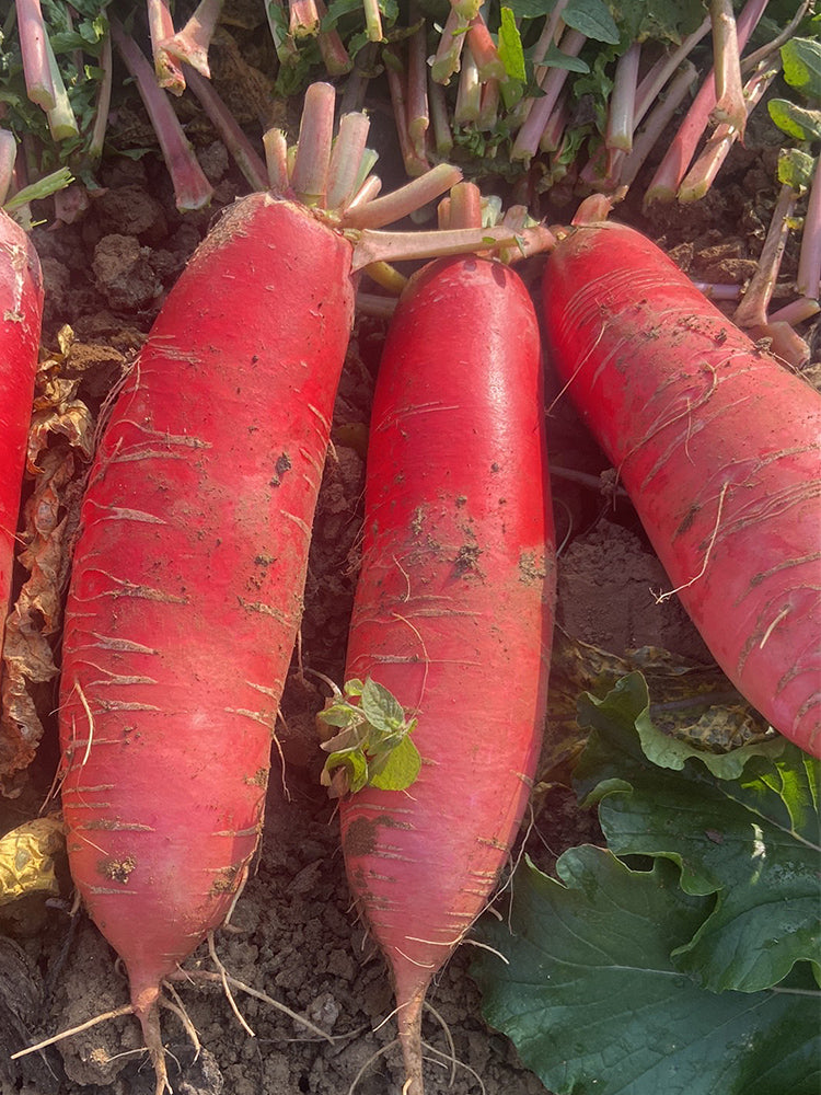 'Jinghong 30' Radish