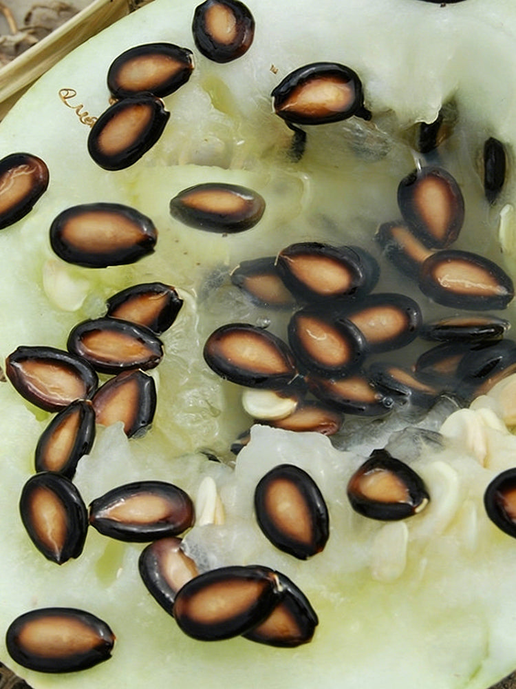 Large-seeded Watermelon
