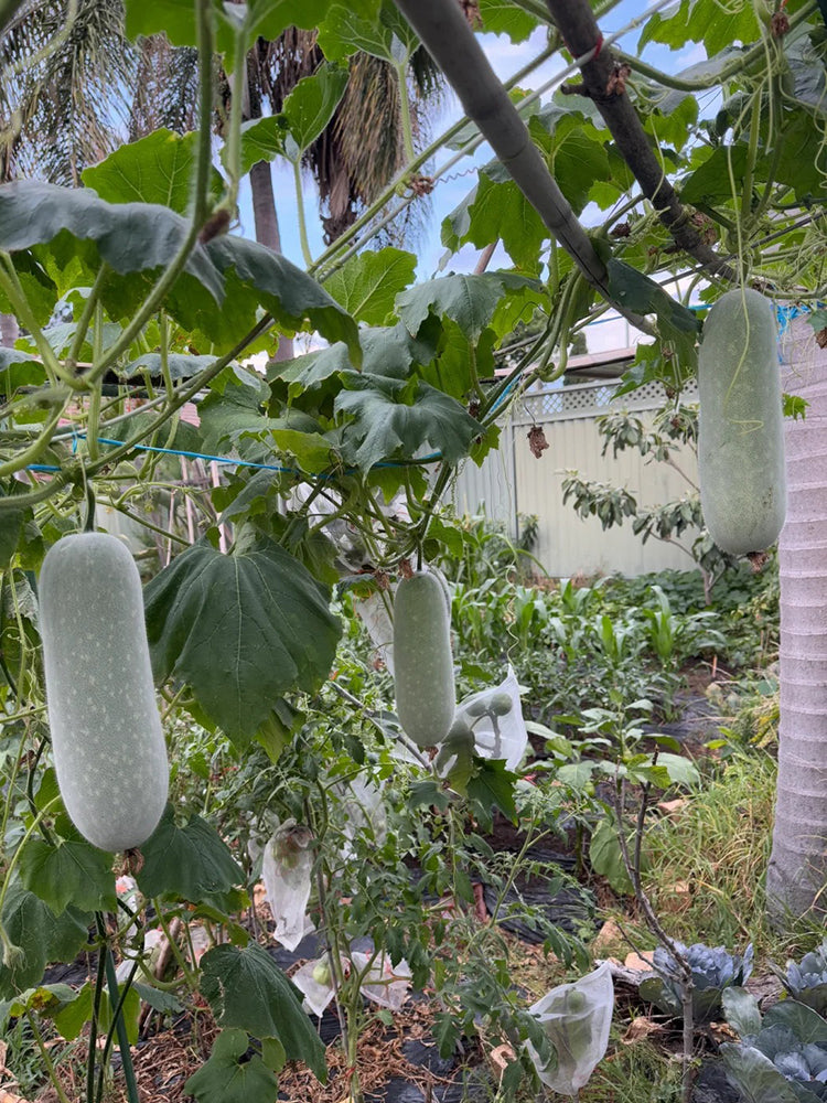 Baocui F1 Hybrid Hairy Gourd