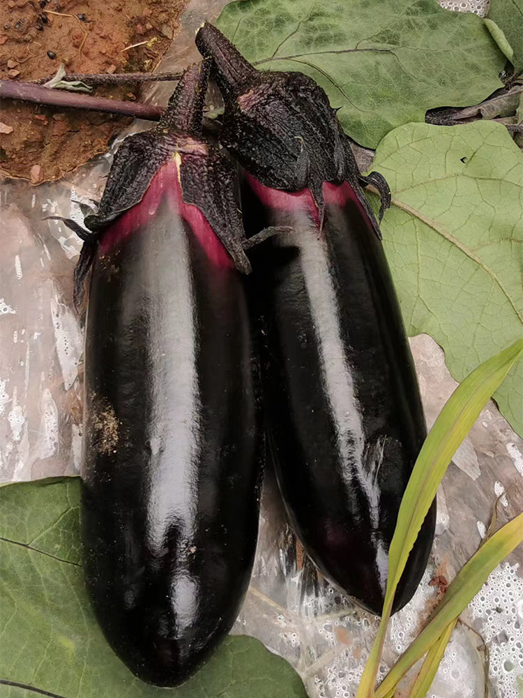 Delicious Grilling-Friendly Eggplant
