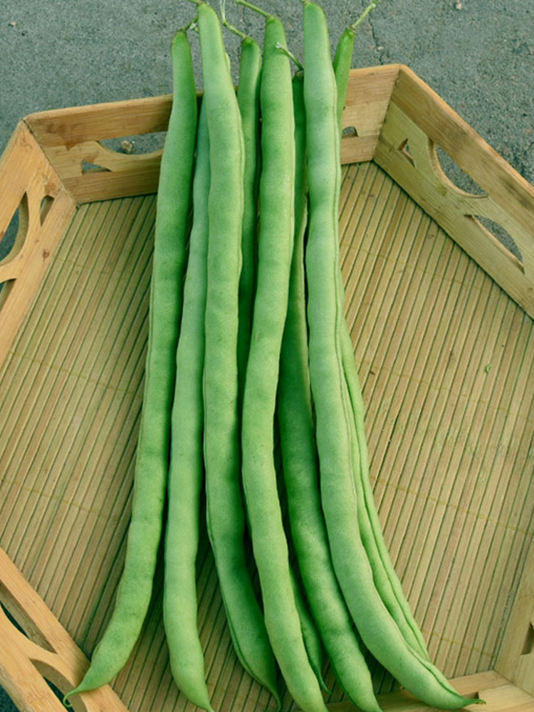 Stringless Snap Beans