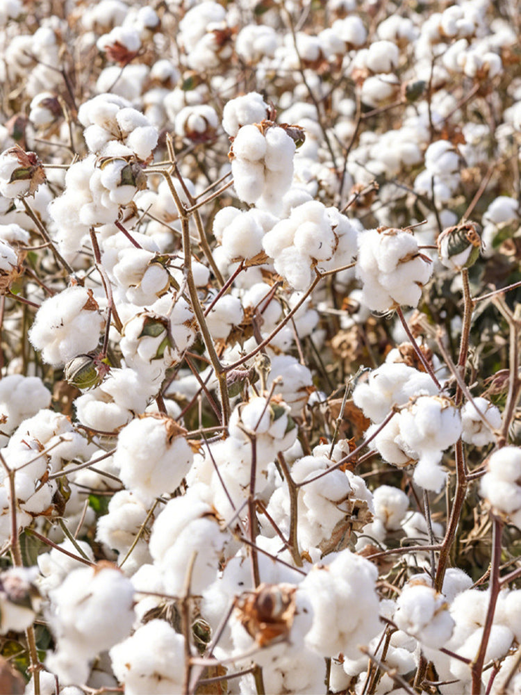 Baimian No.1 Cotton