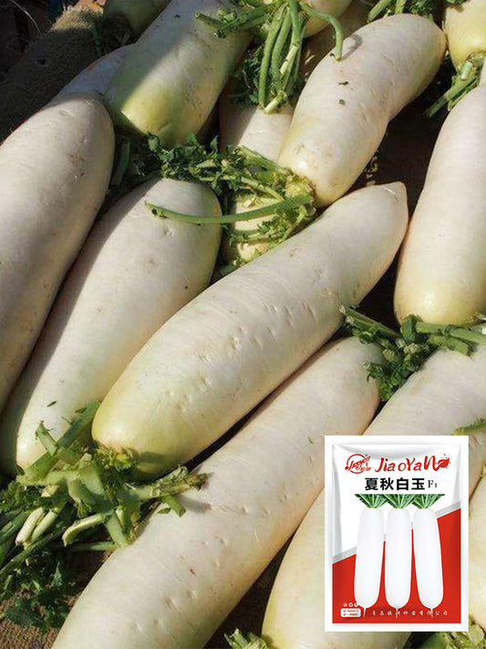 White Jade Radish F1
